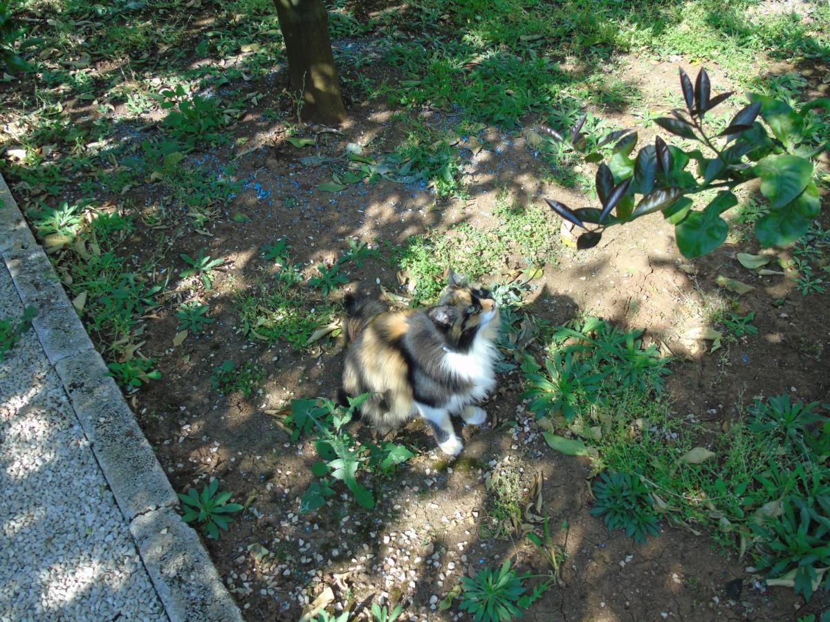 Villa Tonia Fasano Dış mekan fotoğraf