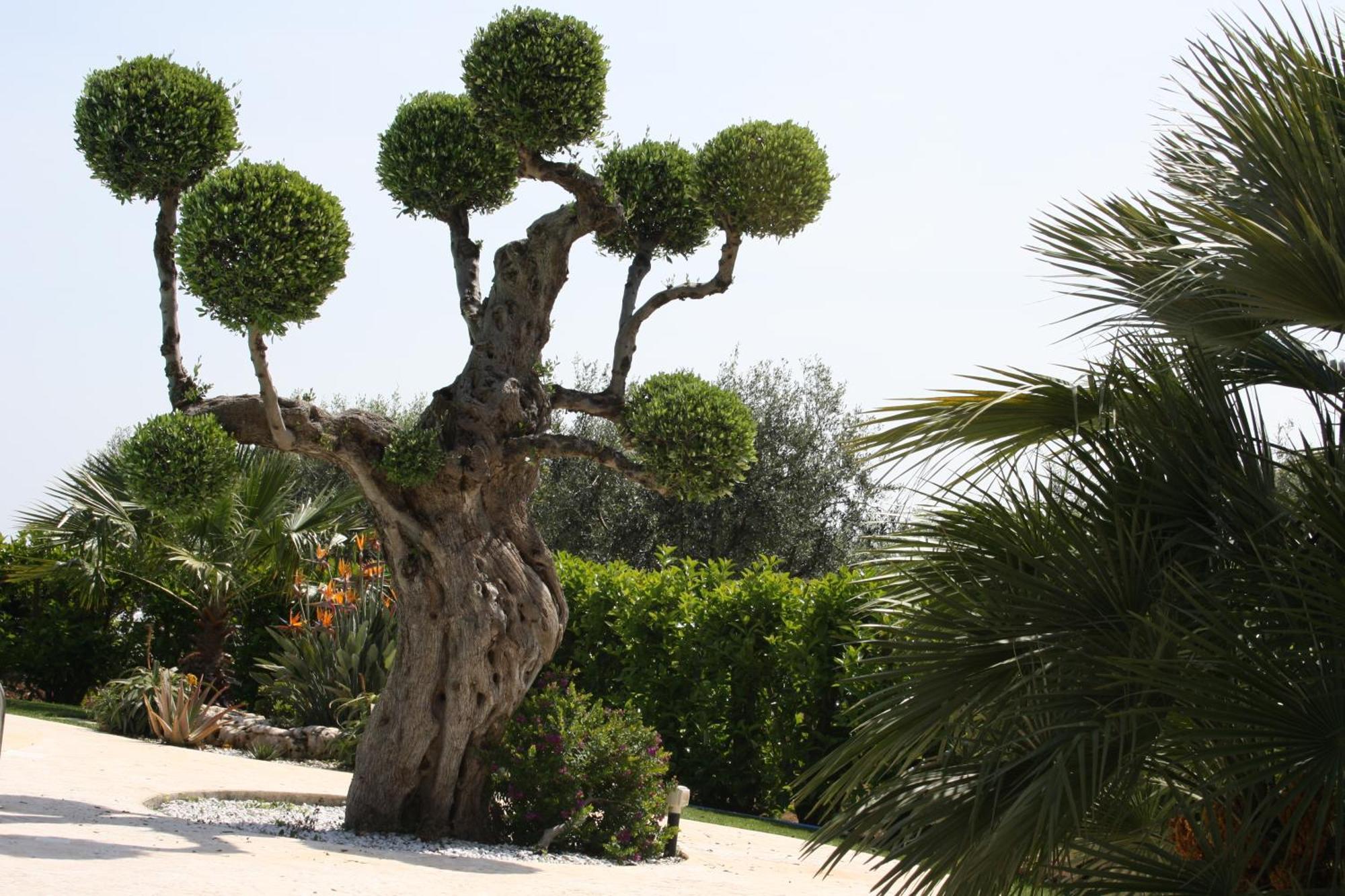 Villa Tonia Fasano Dış mekan fotoğraf